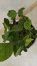 香水茉莉茉莉花盆栽陽(yáng)臺窗臺庭院開(kāi)花濃香型花卉四季綠植盆景 茉莉花苗5棵 曬單實(shí)拍圖