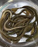 黃鱔專(zhuān)用誘餌料抓鱔魚(yú)小藥捕黃鱔河蝦泥鰍蚯蚓原液清鱔誘靈誘食劑 一瓶【快速來(lái)鱔】 曬單實(shí)拍圖