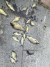 醉魚(yú)藥特效暈魚(yú)藥水庫江河醉魚(yú)不傷魚(yú)無(wú)毒可食專(zhuān)用藥一塘清醉魚(yú)靈 單瓶 曬單實(shí)拍圖