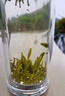漢山2025明前漢中仙毫高山云霧綠茶春茶鮮爽回甘自己喝新茶上市禮品茶 1A款2025新茶明前漢中仙毫50克 曬單實(shí)拍圖
