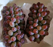 京鮮生 克倫森無(wú)籽紅提 凈重2斤裝 葡萄/提子克倫生 生鮮水果 源頭直發(fā) 曬單實(shí)拍圖