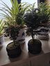 八芽 小葉赤楠盆景擺件室內綠植花卉盆栽老樁客廳辦公室桌面好養植物 （【熱銷(xiāo)款】舍得紫砂盆赤楠+苔蘚+底座） 曬單實(shí)拍圖