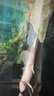 當貝智能生態(tài)魚(yú)缸1Ultra 一體缸自循環(huán)雙過(guò)濾AI托養懶人家用桌面魚(yú)缸 曬單實(shí)拍圖