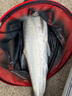 金龍 魚(yú)餌野釣窩料五谷雜糧底窩鯽魚(yú)鯉魚(yú)草魚(yú)青魚(yú)水庫重窩巨物打窩料 巨物霸·餌（2包） 曬單實(shí)拍圖