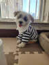 曇蓓漫小狗衣服小型犬狗狗居家衣服四腳小比熊衣服秋冬季新款條紋POLO衫 狗狗條紋衣服（藏青色） M碼【建議5-8斤】 曬單實(shí)拍圖