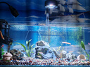 YEE魚(yú)缸燈水草燈原生溪流爆藻燈led筒燈 95RA高顯指 55W魚(yú)缸燈【95RA高顯指   配支架】 曬單實(shí)拍圖