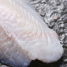 京東超市 海外直采巴沙魚(yú)柳2斤 去皮去刺 魚(yú)類(lèi) 輕食 海鮮水產(chǎn) 曬單實(shí)拍圖