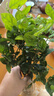 茉莉花苗盆栽帶花苞九里香老樁花卉植物室內(nèi)濃香四季開花好養(yǎng) 大份茉莉花【4-6顆】花苞飽滿 曬單實(shí)拍圖