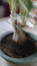 【夏季新品】稀有多頭沙漠玫瑰重瓣老樁濃香多肉綠植四季室內外 多色花    根直徑（2-4公分） 帶黑色育苗盆發(fā)貨 曬單實(shí)拍圖