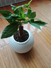 佰花錦辦公桌面綠植盆栽發(fā)財樹(shù)室內客廳奶油風(fēng)網(wǎng)紅盆景精致美觀(guān)四季好養 單桿發(fā)財樹(shù)+PVC白泡泡盆 整體高度約15-25cm 曬單實(shí)拍圖
