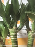 萌肉居龍竹水養綠植文昌竹盆栽富貴竹開(kāi)運竹40cm高6根不含瓶源頭直發(fā) 曬單實(shí)拍圖
