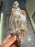 舟山梭子蟹鮮活特大野生大螃蟹新鮮冷凍海鮮水產(chǎn)海蟹飛蟹白蟹順豐 7-9兩/只【5斤凈重 特大肥壯】 曬單實(shí)拍圖