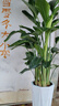 花財主天堂鳥(niǎo)盆栽辦公室大型綠植客廳盆栽家用吸甲醛凈化空氣綠植 6-7天堂鳥(niǎo)1.4-1.5m【圓柱盆】 曬單實(shí)拍圖