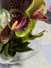 水培紅掌盆栽帶花鴻運當頭一帆風(fēng)順易活四季開(kāi)花卉綠植物室內好養 特級紅掌6-10花（原盆）+營(yíng)養 含盆 曬單實(shí)拍圖