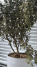 驅蚊蟲(chóng)清香木盆栽正宗胡椒木花卉綠植四季好養凈化空氣吸甲醛植物 6年大苗1盆【螺紋盆】+肥料 曬單實(shí)拍圖