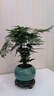 文竹盆栽植物室內(nèi)花卉盆景客廳辦公室桌面小綠植好養(yǎng)云竹四季常青 精品文竹+冰釉淺綠盆+圓底托+苔蘚 曬單實拍圖
