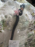 銀千惠發(fā)簪女士古風(fēng)簪子新中式步搖流蘇盤發(fā)飾高級感國風(fēng)生日禮物送女友 新中式國風(fēng)蝶戀花·發(fā)簪+免費刻字/代寫賀卡 1件套 曬單實拍圖