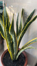 萌肉居高大型植物金邊虎皮蘭植物花卉綠植盆栽70-90cm高6-8棵源頭直發(fā) 曬單實(shí)拍圖