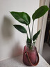 種花迷水培天堂鳥(niǎo)盆栽花卉植物室內客廳綠植面鶴望蘭吸甲醛四季好養活 精品水培天堂鳥(niǎo)20-30厘米1棵 曬單實(shí)拍圖