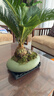 【鐵樹(shù)盆景】年宵花?室內高檔老樁盆栽客廳好養辦公庭院綠植大型 諾亞方舟盆鐵樹(shù)40-50高+底座 曬單實(shí)拍圖