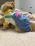 貓吖貓咪衣服秋冬保暖新款四腳背帶褲全包寵物狗狗衣服德文布偶防掉毛 藍色口袋背帶褲 L背長(cháng)35cm(貓10-16斤/狗9-13斤) 曬單實(shí)拍圖