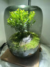 生命之樹(shù)苔蘚微景觀(guān)桌面生態(tài)瓶免打理辦公室盆栽真植物耐養禮物 小葉赤楠成品種好灰色花盆 曬單實(shí)拍圖