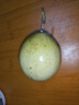 京鮮生欽蜜9號黃金百香果 3斤凈重70g+/15-21個(gè) 生鮮水果 源頭直發(fā) 曬單實(shí)拍圖