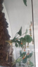 YEE超白魚(yú)缸桌面客廳生態(tài)斗金魚(yú)烏龜缸造景小型水草養魚(yú)玻璃裸缸40cm 曬單實(shí)拍圖