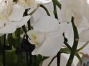 愛優(yōu)尚蝴蝶蘭帶花苞盆栽秋冬蘭花苗年宵花四季花卉植物白雅室內(nèi)源頭直發(fā) 曬單實拍圖