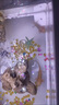 凱希慕六角恐龍魚(yú)觀(guān)賞魚(yú)冷水魚(yú)蠑螈小魚(yú)淡水魚(yú)缸寵物活魚(yú)好養易活網(wǎng)紅魚(yú) 4-7cm粉白+黃金共2只 送糧 曬單實(shí)拍圖