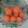 金秋砂糖橘500g 曬單實(shí)拍圖
