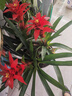 【鴻運當頭】美觀(guān)大方大型盆栽綠植大鳳梨送禮好養帶盆鮮花卉喬遷 鴻運當頭3顆裝【配幾何花盆】 【年宵花】鴻運當頭 曬單實(shí)拍圖