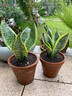 龐貿金邊虎皮蘭盆栽花卉綠植水培植物辦公室內好養易活凈化空氣虎尾蘭 3顆虎皮蘭30-35cm+早安盆+營(yíng)養液 曬單實(shí)拍圖