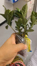 小盆梔子花盆栽四季開(kāi)花不帶花苞室內綠蘿水培花卉綠植物好養易活 低配款：15-20cm【2株】當年少量開(kāi)花 濃香型梔子花【帶花苞】10天開(kāi)花 曬單實(shí)拍圖