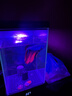 田園頑狗智能斗魚(yú)缸迷你水母缸帶燈增氧造景一體桌面家用辦公室小型生態(tài)缸 智能斗魚(yú)缸(經(jīng)典黑)+增氧泵 曬單實(shí)拍圖