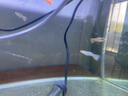 森悠（SARYOR）孔雀魚(yú)純種觀(guān)賞魚(yú)小型淡水好養熱帶魚(yú)活體斑馬金魚(yú)鳳尾魚(yú)繁殖 雜袍孔雀魚(yú)20條+5條備損 曬單實(shí)拍圖