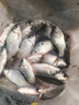民間藝人DS高靈敏日夜兩用夜光漂鯽魚(yú)鯉魚(yú)醒目電子漂黑坑魚(yú)漂一體納米浮漂 DS5【自重1.75克/吃鉛2.5克】 曬單實(shí)拍圖