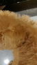 果粒之星純種灰泰迪泰迪幼犬小型犬貴賓犬寵物狗活體小狗 寵物級 香檳色 曬單實(shí)拍圖