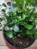 九里香盆栽茉莉花綠植室內驅蚊四季開(kāi)花帶花苞七里香水培盆景植物 高約16cm桌面款九里香原盆1盆 九里香 曬單實(shí)拍圖