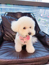 puppytie狗狗口水巾寵物圍兜狗圍巾項圈幼犬三角巾可拆卸可牽引外出飾品 芭蕾粉 S:1.5*20-35cm 曬單實(shí)拍圖