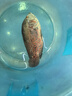 樂(lè )淘逸寵血紅鸚鵡魚(yú)活體發(fā)財魚(yú)財神魚(yú)大型熱帶觀(guān)賞魚(yú)淡水好養 10-11紅黃鸚鵡+黑白地圖共4條 曬單實(shí)拍圖