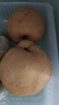 正宗山東秋月梨新鮮脆甜多汁當季水果萊陽(yáng)冰糖梨蜜梨沐真 帶箱5斤大果 曬單實(shí)拍圖