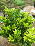 歐悟米蘭花盆栽花卉植物室內四季開(kāi)花帶花苞濃香茉莉花苗盆景驅蚊綠植 五年壯苗米蘭花原土球發(fā)貨2盆 曬單實(shí)拍圖