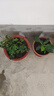 幸福樹(shù)平安樹(shù)綠植花卉小盆栽室內客廳辦公室四季常青植物凈化空氣 特價(jià)幸福樹(shù)1盆多顆原盆發(fā)貨 曬單實(shí)拍圖