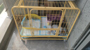 京喜自營(yíng)-專(zhuān)用品牌狗籠子室內帶廁所中大型犬加固狗屋送貨上門(mén) 加固款黃色【95*64*79】 曬單實(shí)拍圖