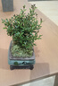 花翁老樁植物綠植盆栽紫檀花卉小葉赤楠盆景+四方山水盆+底座源頭直發(fā) 曬單實(shí)拍圖
