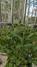 果汁陽(yáng)臺月季花苗四季開(kāi)花卉盆栽綠植物室內花易活玫瑰帶花苞庭院 艾莎【大花濃香，月月開(kāi)分枝多】 【帶花苞】【盆口徑15cm】原盆冠25高35 曬單實(shí)拍圖