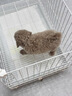 純種泰迪犬馬爾泰幼崽寵物狗狗茶杯犬黃白色香檳泰迪小型 血統(tǒng)級 母 曬單實(shí)拍圖