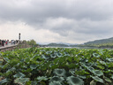 施華蔻（Schwarzkopf）怡然染發(fā)霜5.05炫舞金棕 染發(fā)劑植物染發(fā)膏自己染男女蓋白發(fā) 曬單實拍圖