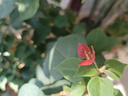 得力（deli）40ml光敏印油 財務(wù)印章光敏印油 光敏印章專(zhuān)用印油 辦公財務(wù)印章印臺印油 9040  曬單實(shí)拍圖